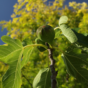 Autumn Figs